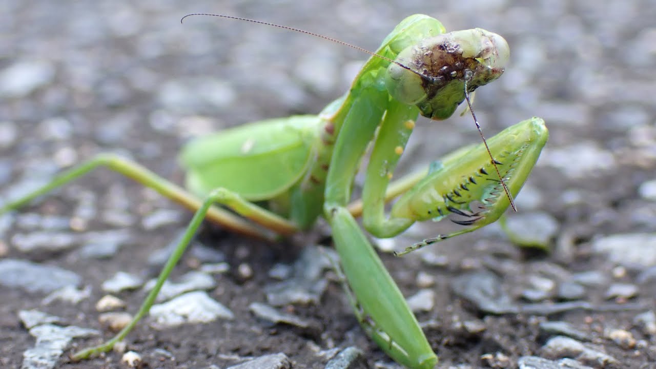 寄生されたカマキリさん路上で車に跳ねられゾンビ化してしまう