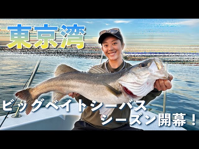 Tokyo Bay is teeming] Big bait sea bass season has begun!! - YouTube