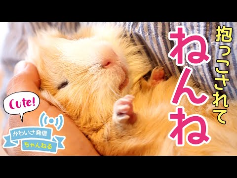 モルモットの家族 もるもるも - YouTube