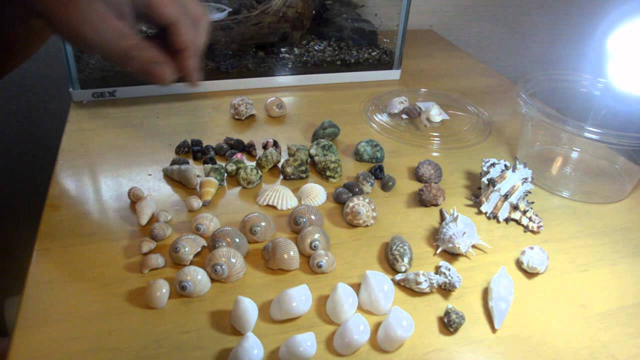 maxresdefault.jpg?sqp=-