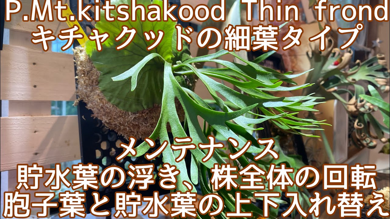 ビカクシダ キチャクッド細葉タイプ P.Mt.kitshakood Thin frond