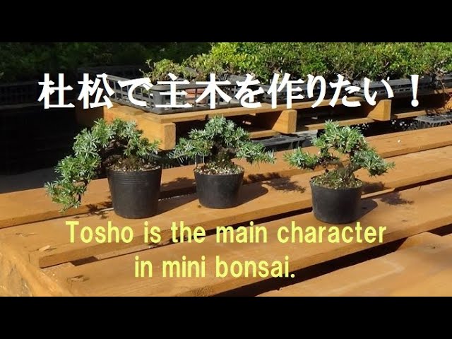 盆栽工房 春嘉 #164 【杜松の剪定改作】小さく作れる杜松で、ミニ盆栽