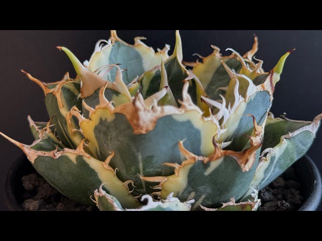20250625 アガベ・チタノタ白鯨（覆輪）中-005｜agave titanota white