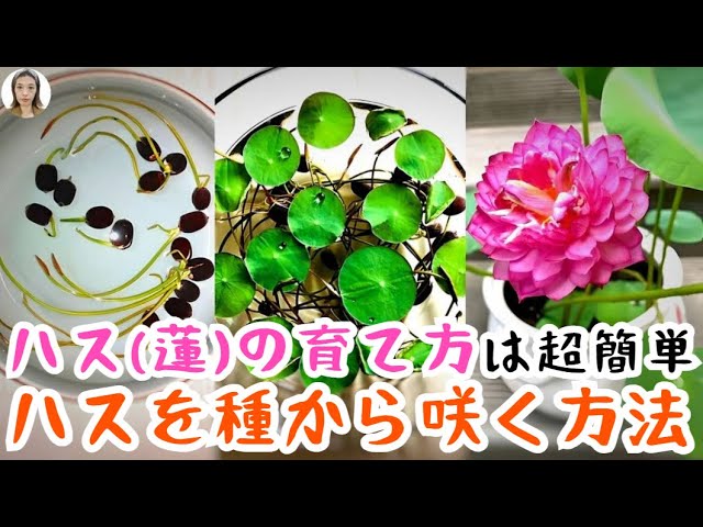 How to Grow Lotus | Planting, Dividing, and Tips for Long-lasting