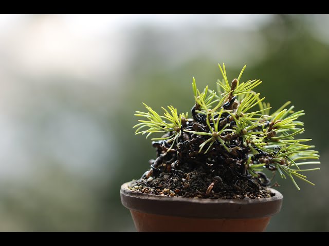 20本の黒松素材をまとめる／Combine 20 black pine trees into one