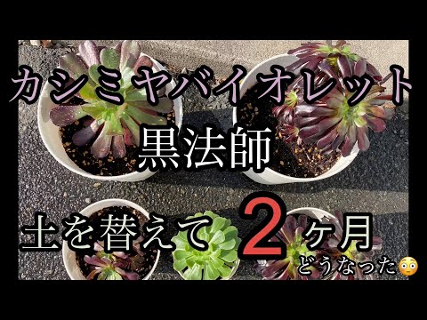 カシミヤバイオレット 黒法師 土を替えて2ヶ月どうなった👀 ] - YouTube
