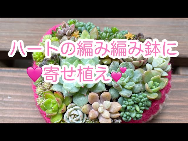 多肉植物】ハートの鉢に寄せ植え - YouTube