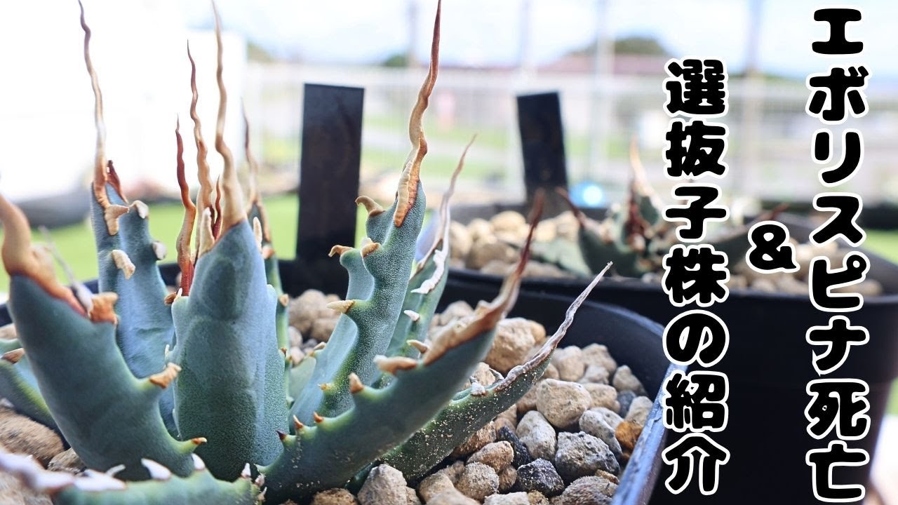 お気に入りのエボリスピナ実生が死亡＆選抜子株の紹介 - YouTube