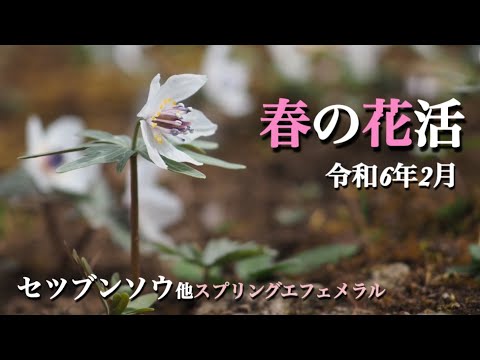 春の山野草】 2月 春の花活 セツブンソウなどスプリングエフェメラル