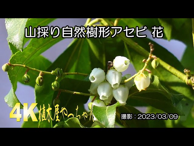 山採り自然樹形春一番に咲くアセビ 花 2023 - YouTube