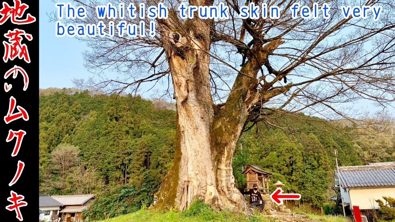 地蔵の椋の木！ムクノキ特有の板根も少しありました^ - ^Muku Tree big