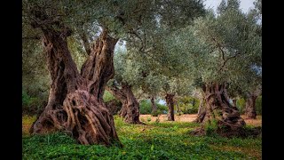 Chyi Yu-The Olive Tree / 橄榄树/ Gan Lan Shu. With Eng/Chinese