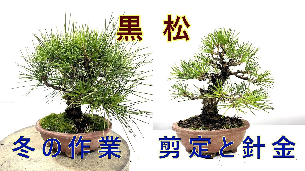 盆栽初心者向け 黒松の手入れ - YouTube