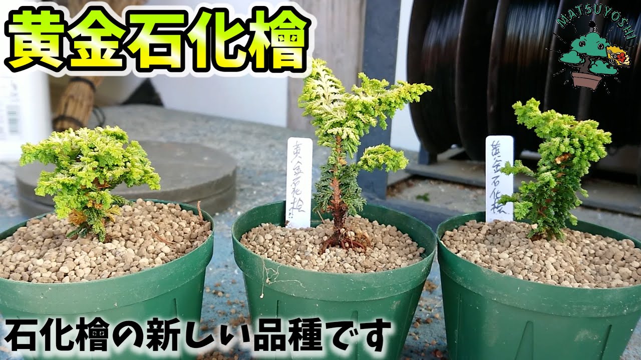 出たばかりの新品種 黄金石化檜の紹介 初心者盆栽お手入れ講座 - YouTube