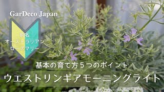 First time using Westlingia Morning Light: 5 basic points on how