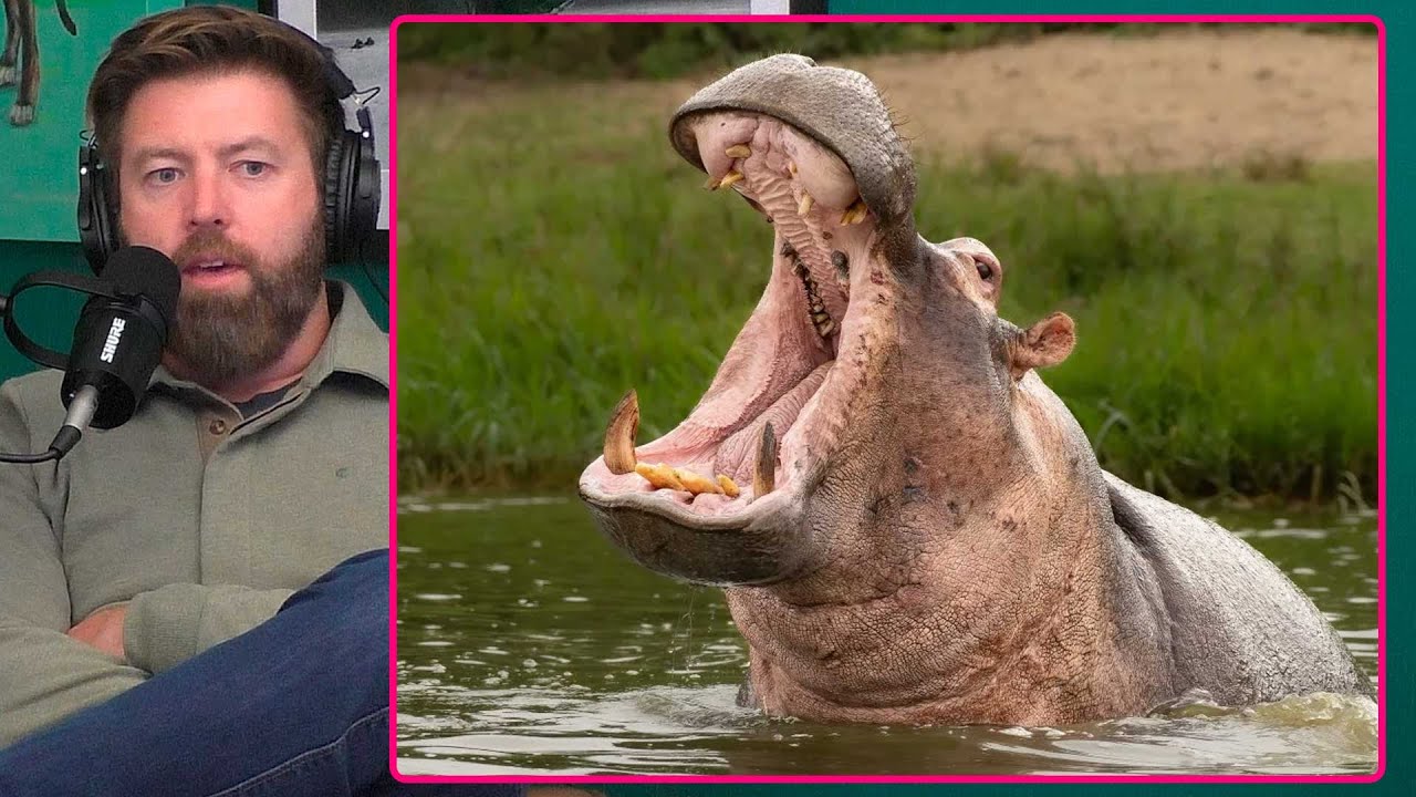 11 People Missing After Hippo Flips Canoe in Africa - YouTube