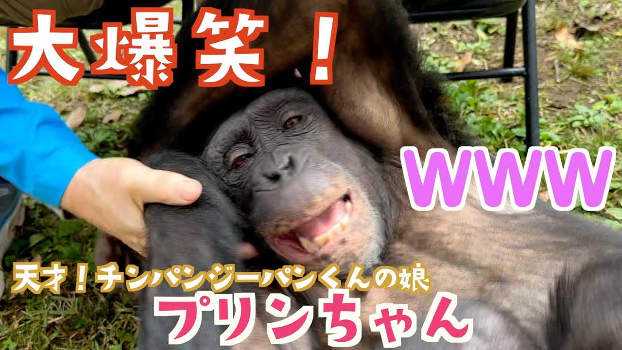 What happened to the genius chimpanzee Pan? His face is amazing