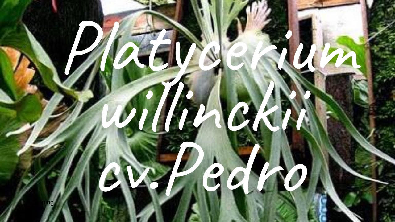 Platycerium willinckii cv.Pedro - YouTube