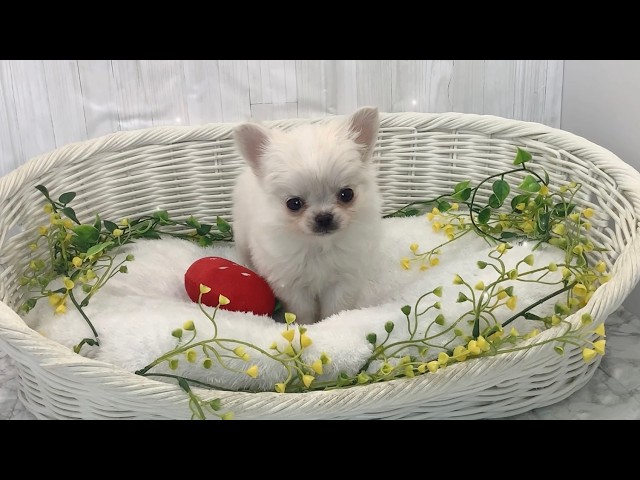 チワワロング♂2603D0199 - YouTube