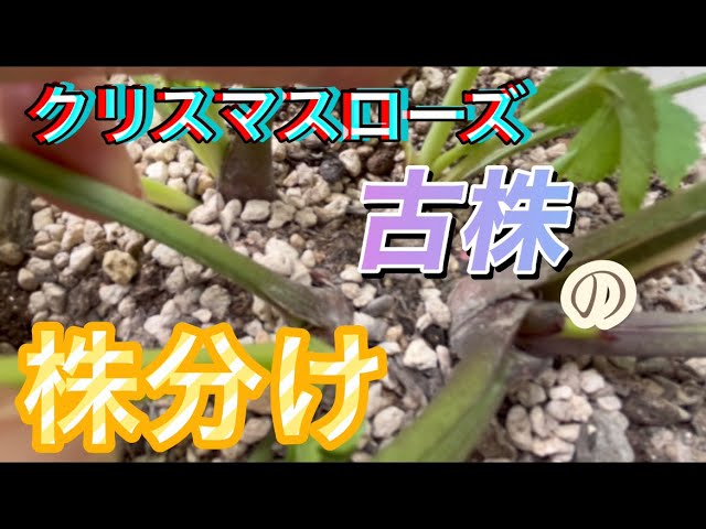 クリスマスローズの古株を株分け - YouTube