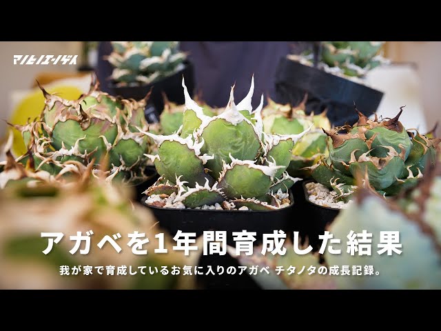 1年あれば十分！？あの時子株だったアガベの現状をお見せします