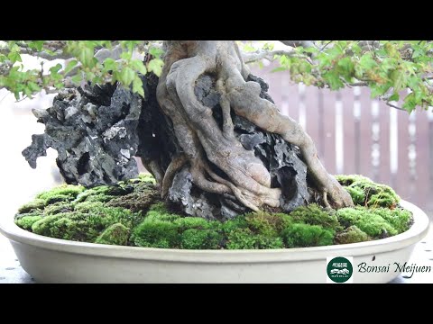 盆栽・明樹園】楓の葉刈り・切込み作業 かえで カエデ 石付 Japanese