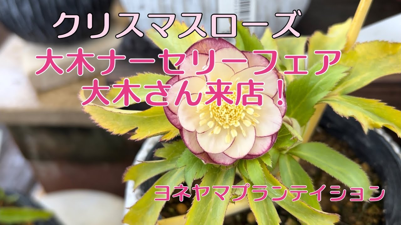 クリスマスローズフェア 大木ナーセリー 大木さん来店 ヨネヤマプラン
