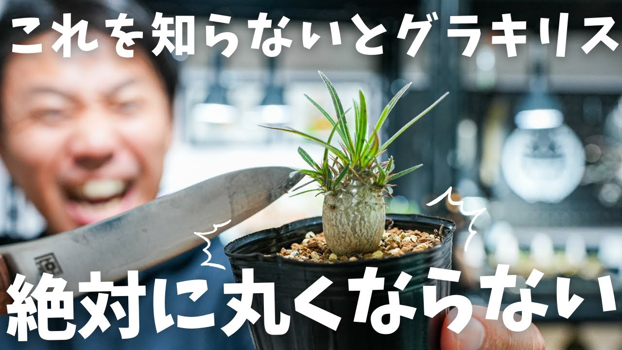 グラキリス実生買うと決めたら見ないと後悔？！丸くなる株の見分け方