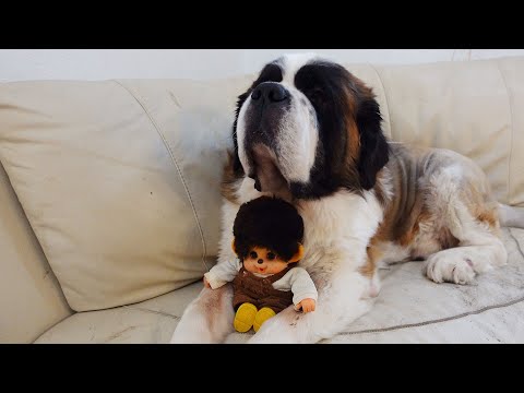 びっくりするよ！大きすぎる犬セントバーナードの普段の様子が凄すぎた