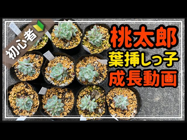 多肉植物】桃太郎葉挿しの成長動画！桃太郎の増やし方！ - YouTube