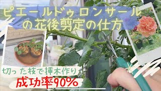 花後剪定と挿木】つるバラの剪定の仕方と失敗なしの挿木のやり方
