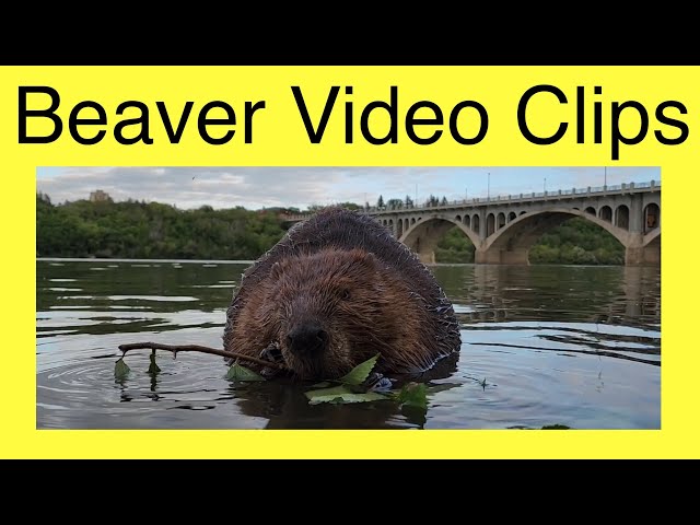 Sunday Night Beaver Action (June 16, 2024) - YouTube