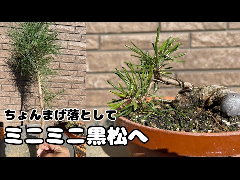 黒松】自立出来ない、実生5年生。ミニ盆栽に変えていく。【盆栽