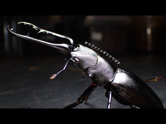 激レア ムシキング 5周年 ハードコーティング ギラファノコギ