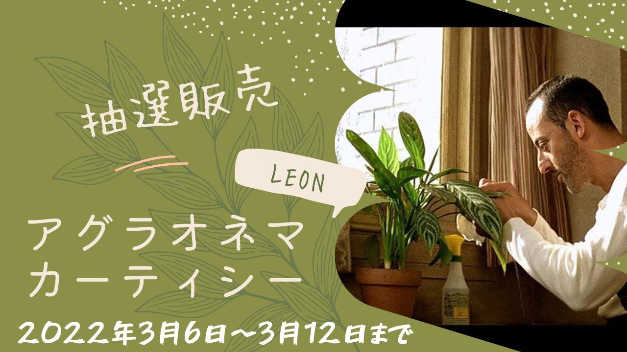 LEON 植物 アグラオネマ カーティシー 親株 抽選販売予告動画 - YouTube