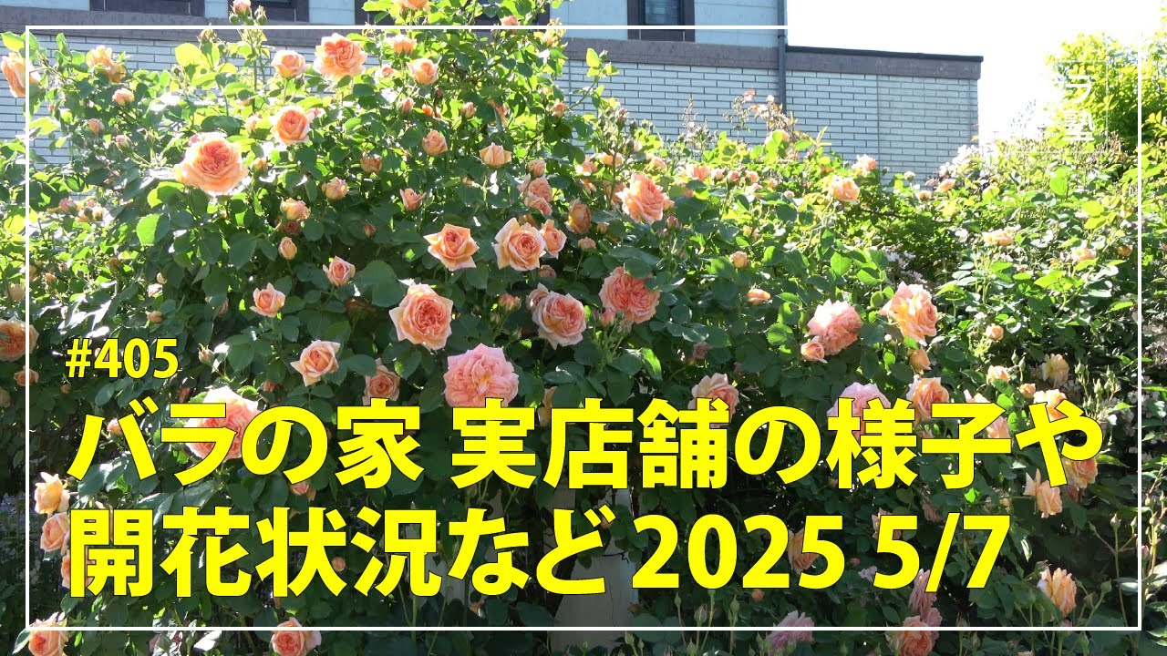 405 Rose House Store Information and Blooming Status 2025 5/7