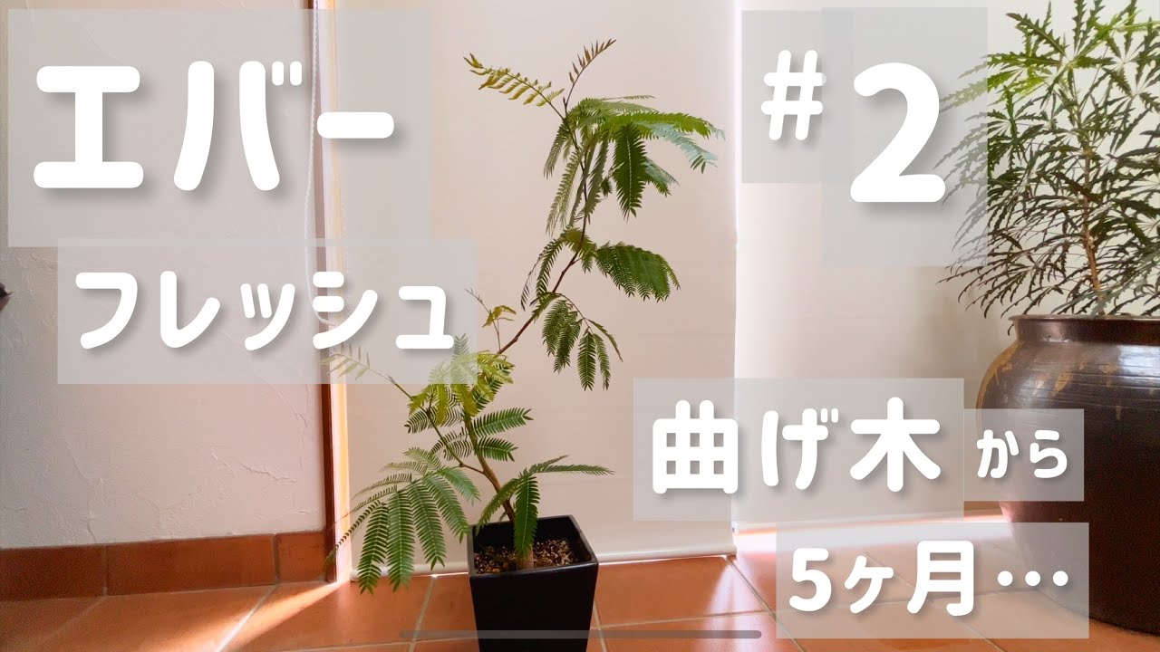 エバーフレッシュ】#2 曲げ木のその後！ - YouTube