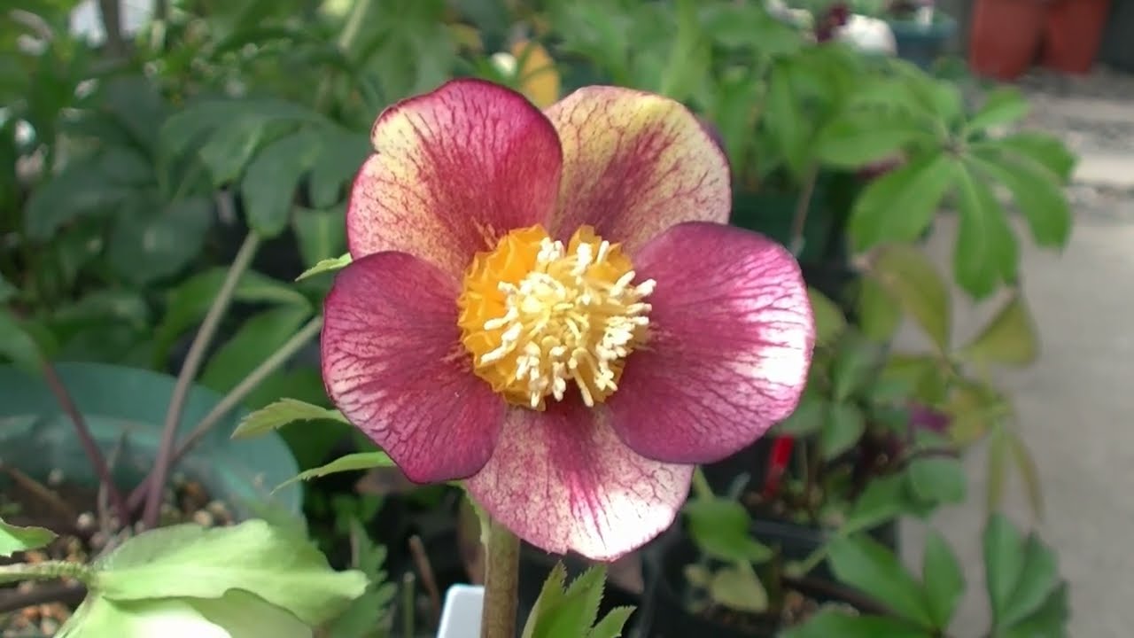 クリスマスローズ - YouTube