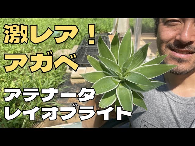 アテナータ・レイオブライトのご紹介♪【希少アガベ】 - YouTube
