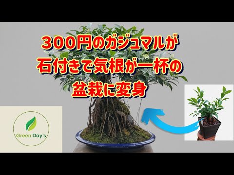 第1回ガジュマル石付き盆栽製作【Green Day's】2025年10月完成 完成