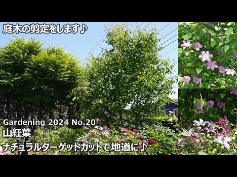 ガーデニング 2024 No.20】 ヤマモミジの剪定 - YouTube