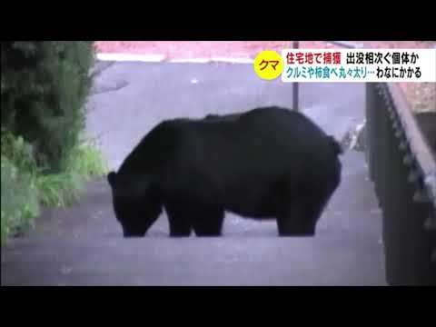 丸々太り、のしのし歩く…体長1m超のクマがわなに 上田の住宅地で出没