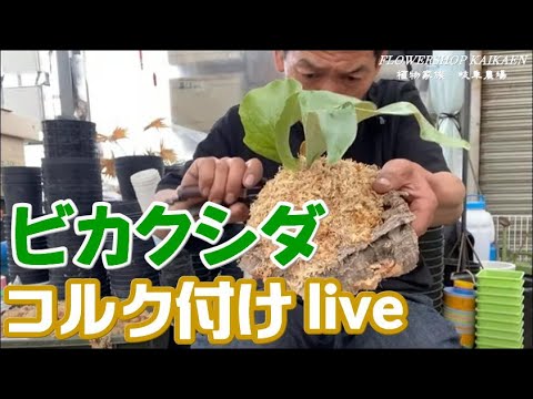 ビカクシダ コルク付け 水草 YouTubelive 岐阜農場 植物家族【おうちで