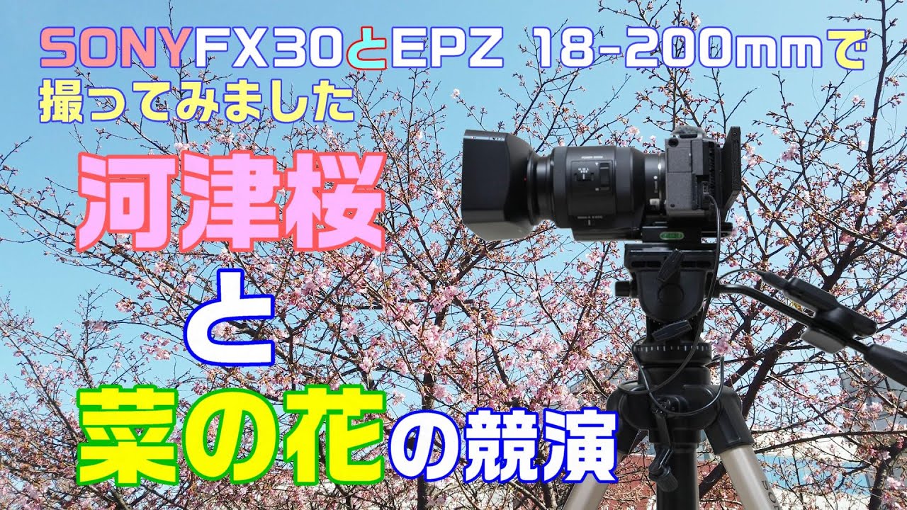 河津桜と菜の花をSONY FX30カメラにEPZ18-200mmレンズ（約11倍