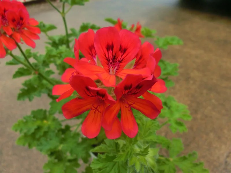 センテッド・ゼラニウム'ミセス・テイラー' センテッド系で数少ない