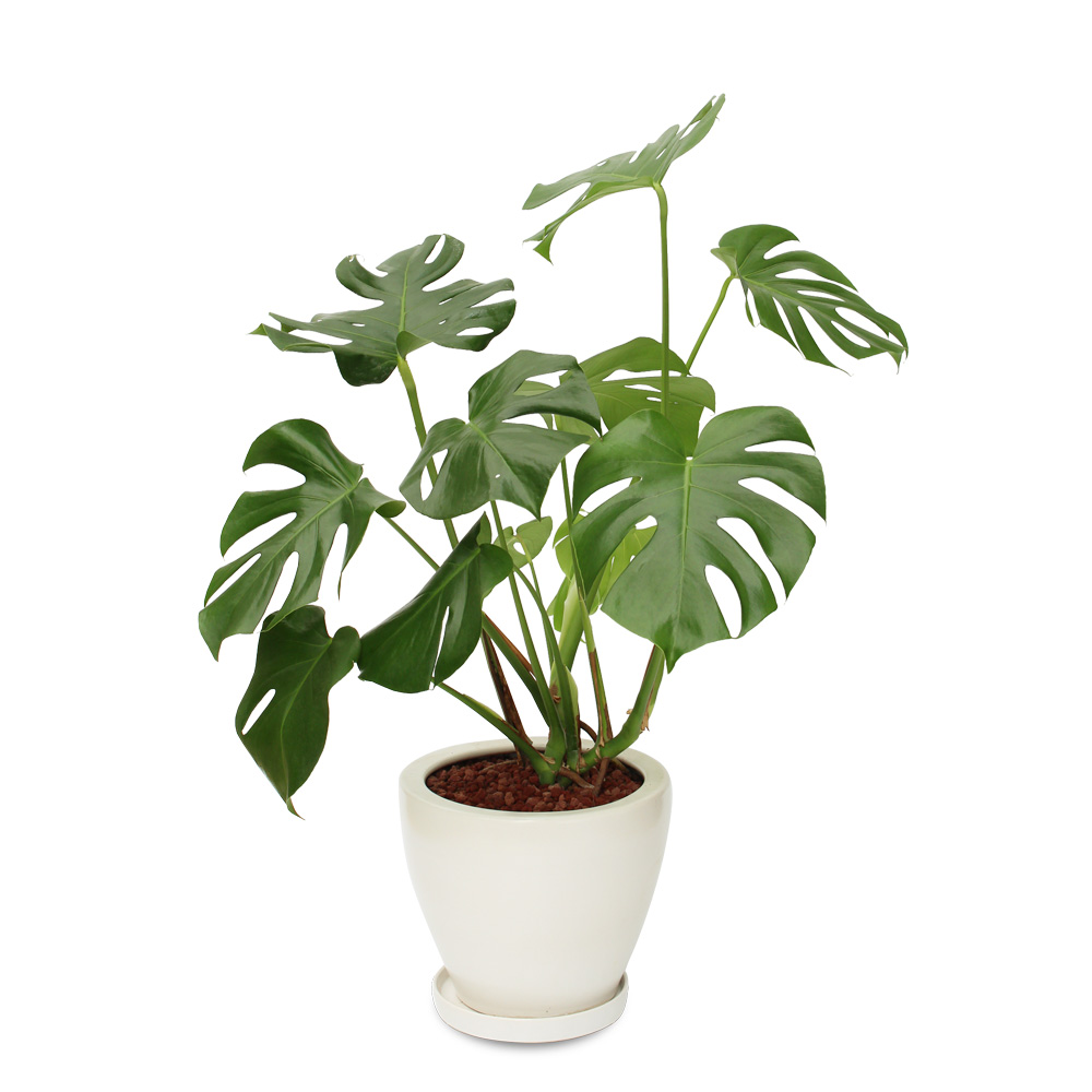 観葉植物「モンステラ8号 陶器鉢」｜法人向けビジネスフラワーギフト