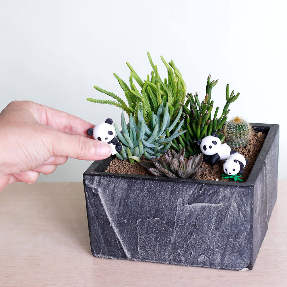 寄せ植え「パンダの森」｜フラワーギフト通販ならイイハナ・ドットコム