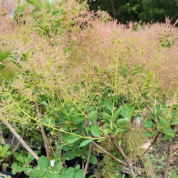 園芸ネット本店｜スモークツリー：ピンクエンジェル4.5-5号ポット の