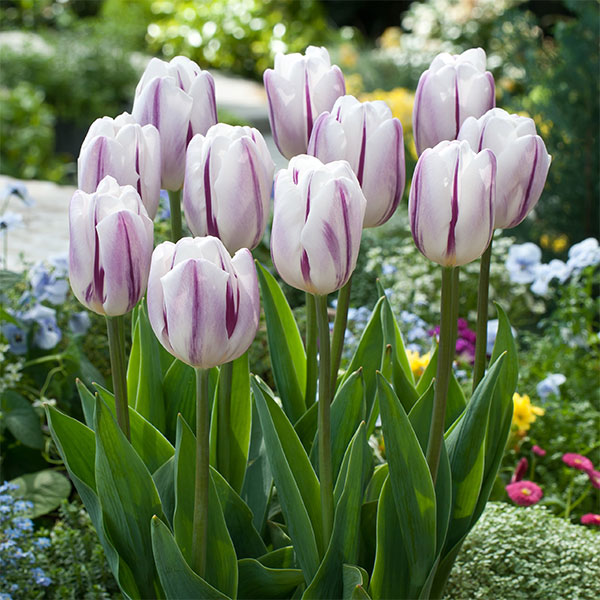 園芸ネット本店｜チューリップ（2色咲）：フレーミングフラッグ4球入り