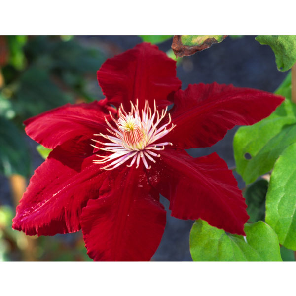 園芸ネット本店｜クレマチス：レベッカ4号ポット（大輪系） の通販【公式】